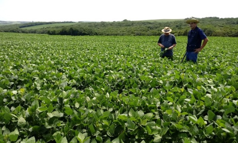 Chuvas retomam ânimo dos produtores e soja segue em desenvolvimento