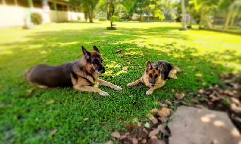 Shows de cães e gatos adestrados será atração da 5ª Expo Gentil