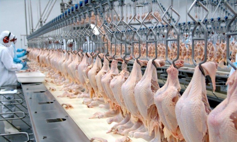 AGRO: Exportações de carne de frango crescem 10% em fevereiro