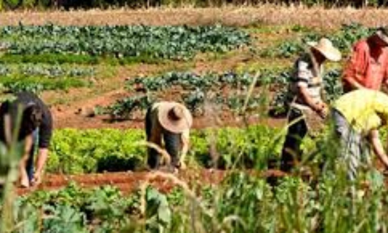 Governo anuncia medidas econômicas para ajudar produtores rurais afetados pela pandemia do Coronavírus
