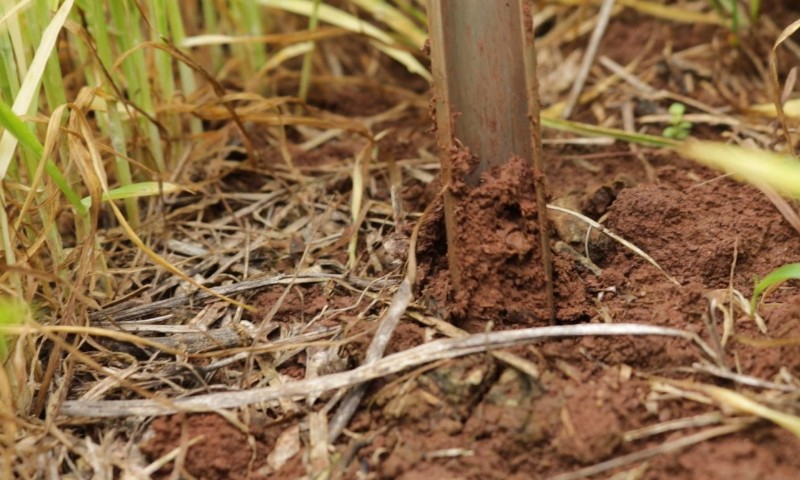 Entre o término das culturas de verão e a implantação das de inverno, cuidar do solo é fundamental