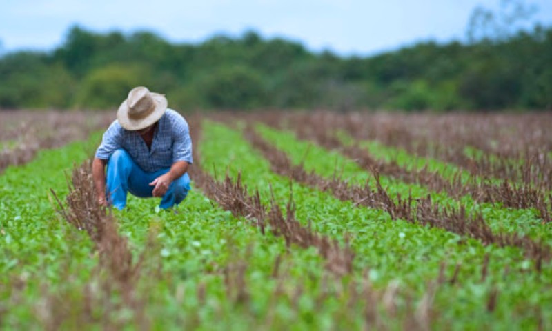 Mapa divulga relação de produtores beneficiados no Programa de Seguro Rural