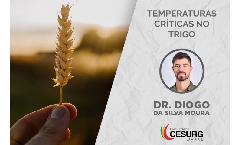 ESPECIAL AGRO: Temperaturas Críticas no Trigo