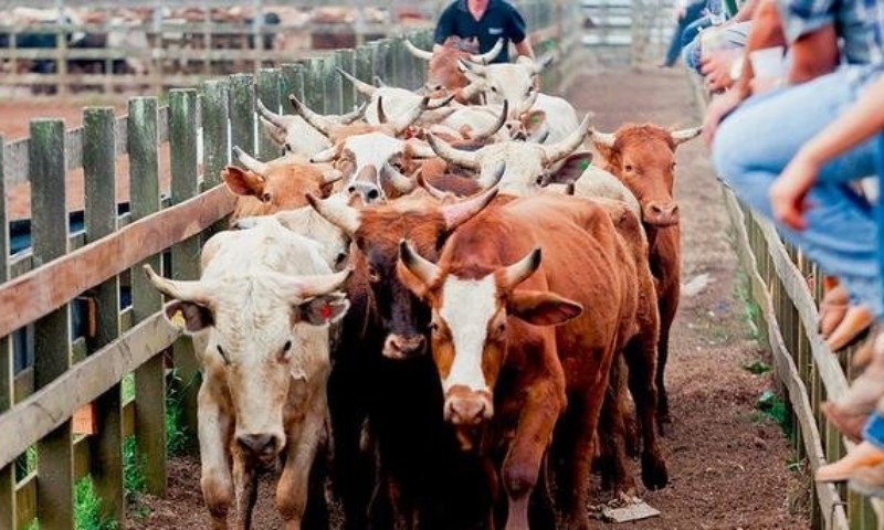 ECONOMIA: Pecuária do RS conquista classificação de livre de febre aftosa