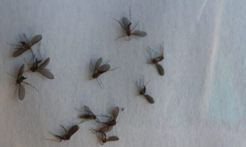 Saiba o que são esses mosquitinhos que invadem as casas á noite