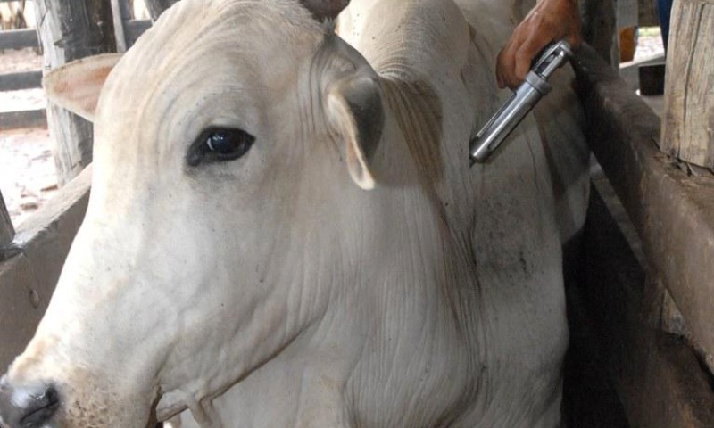 Cerca de 70 milhões de animais devem ser vacinados contra febre aftosa em novembro