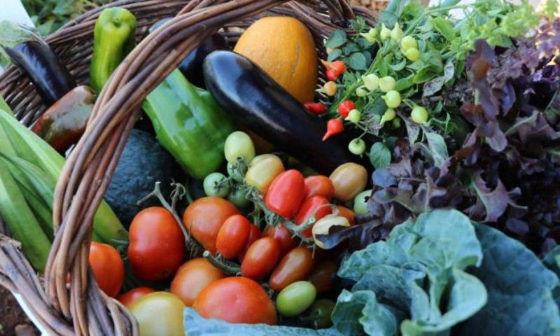 Semana da Alimentação celebra segurança alimentar em tempos de pandemia