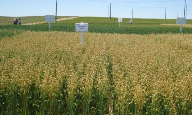 Cultivo de aveia ganha novo estudo de zoneamento agrícola de risco climático