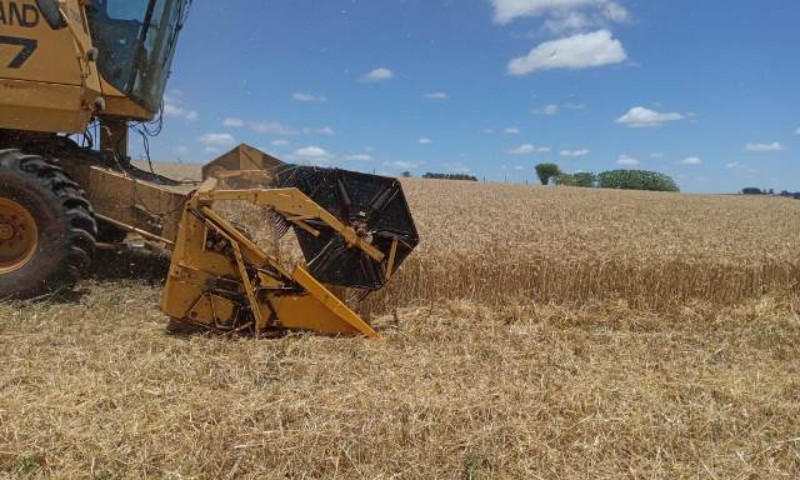 Colheita do trigo chega a 95% da área total cultivada no Estado
