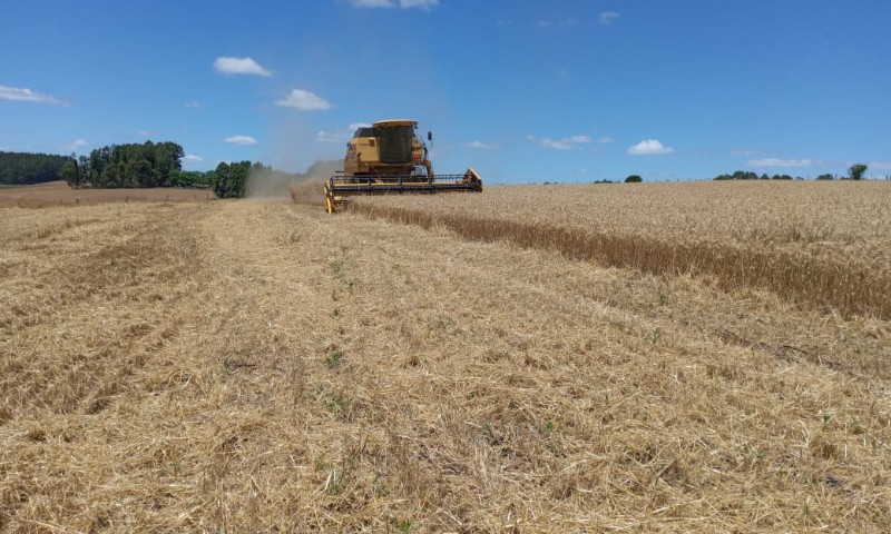Colheita do trigo chega a 78% das lavouras cultivadas no Estado