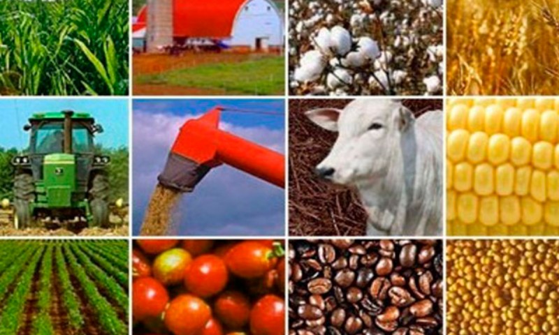 Valor da produção agropecuária de 2020 está perto de R$ 886 bilhões
