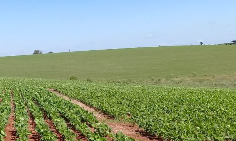 Plantio de soja no RS atinge 93% da área prevista