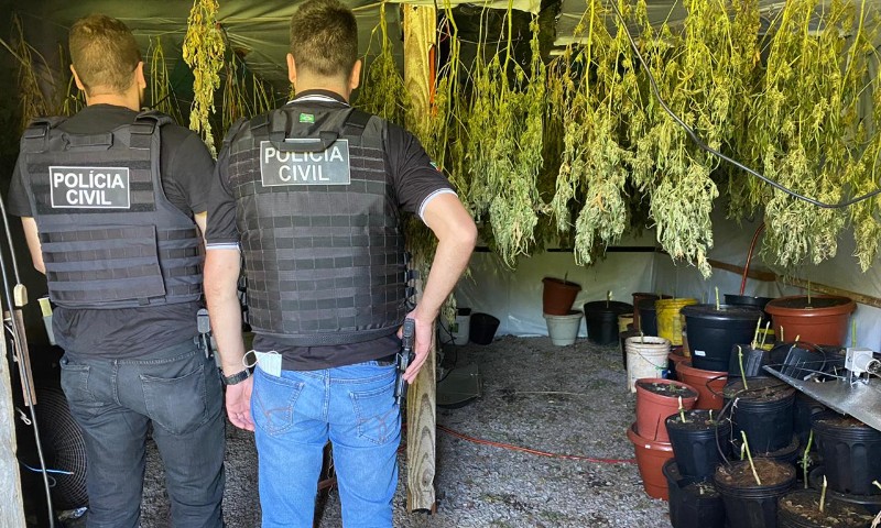 POLÍCIA: Descoberto laboratório de maconha geneticamente modificada em Casca