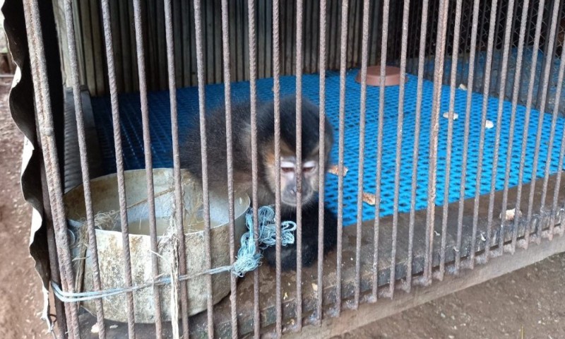 Macaco-prego é encontrado em cativeiro em Vila Maria