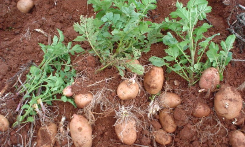 Batata é a olerícola com maior área no RS