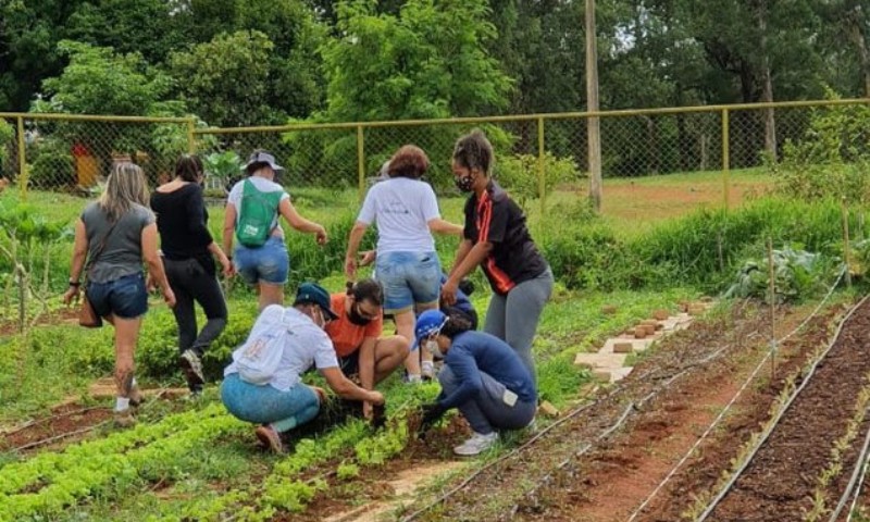 Hortas comunitárias e fazendas verticais são alternativas para agricultura em áreas urbanas