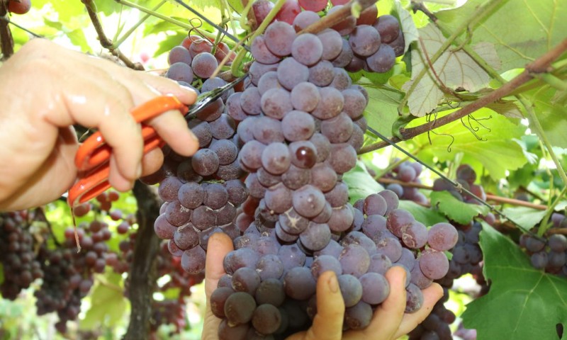 Muito sol e pouca chuva garantem nível excelente de doçura das uvas