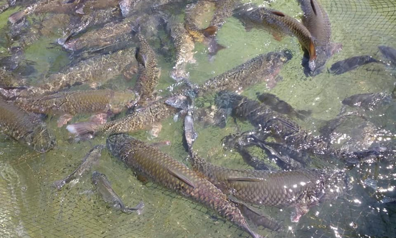 Emater/RS-Ascar divulga expectativa de comercialização de peixes na Semana Santa