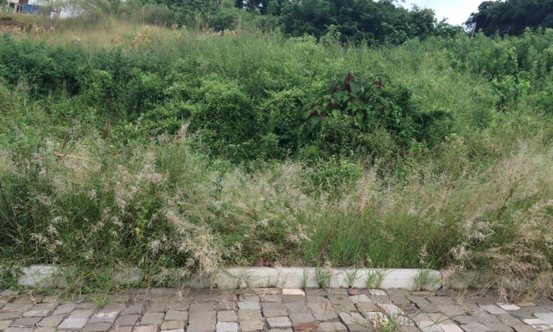 Em pauta: limpeza de terrenos baldios é uma questão de saúde pública