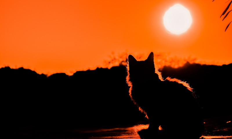 Pessoas com suspeita ou confirmação de Covid-19 devem restringir contato com animais