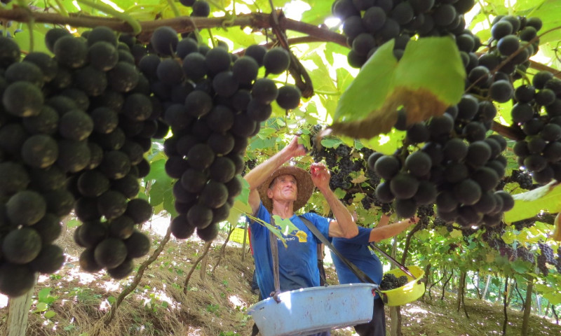 Clima adequado garante boa qualidade e produtividade de uvas e excelente safra