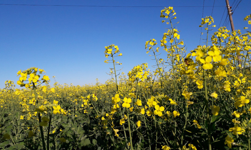 Plantio da canola está em finalização no Estado