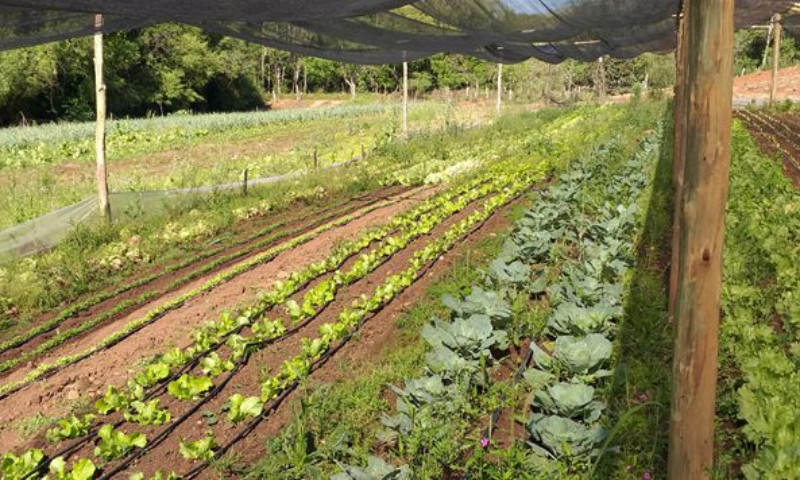 Horta Doméstica é tema de capacitação para extensionistas