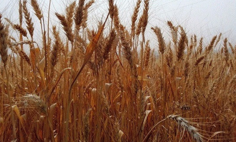 Estado deve colher maior Safra de Inverno em 2021