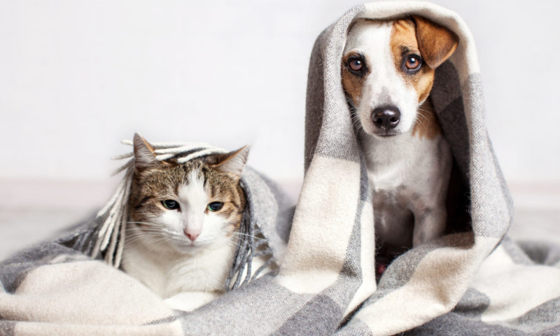 INVERNO: 10 dicas de cuidados com os pets na estação mais fria do ano