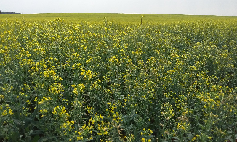 Baixa umidade do solo não impacta potencial produtivo das lavouras de canola do RS