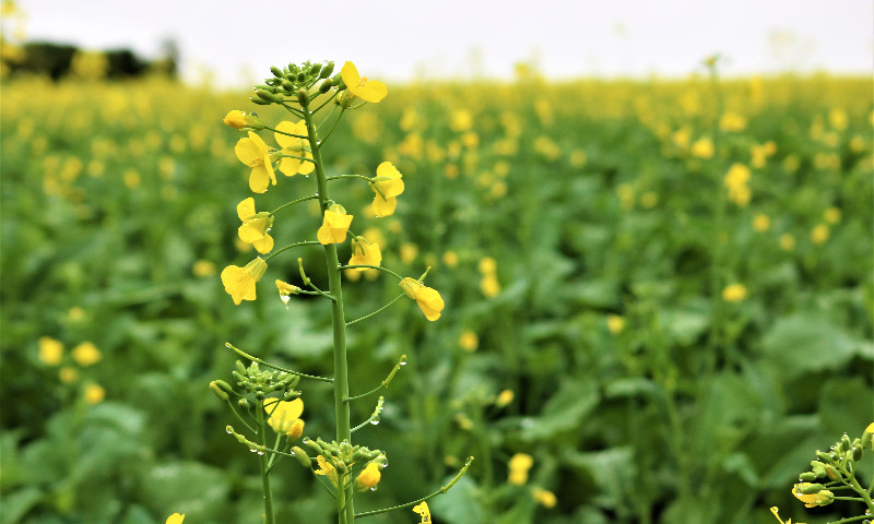Canola apresenta boa perspectiva de produtividade