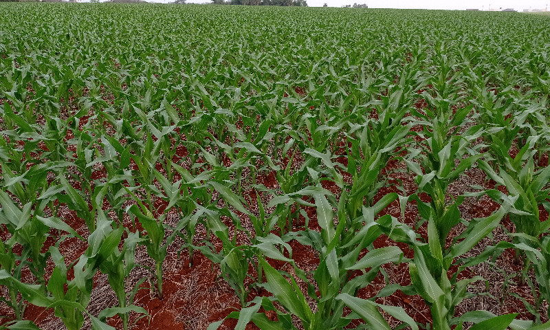 Chuvas favorecem lavoura de milho no Rio Grande do Sul