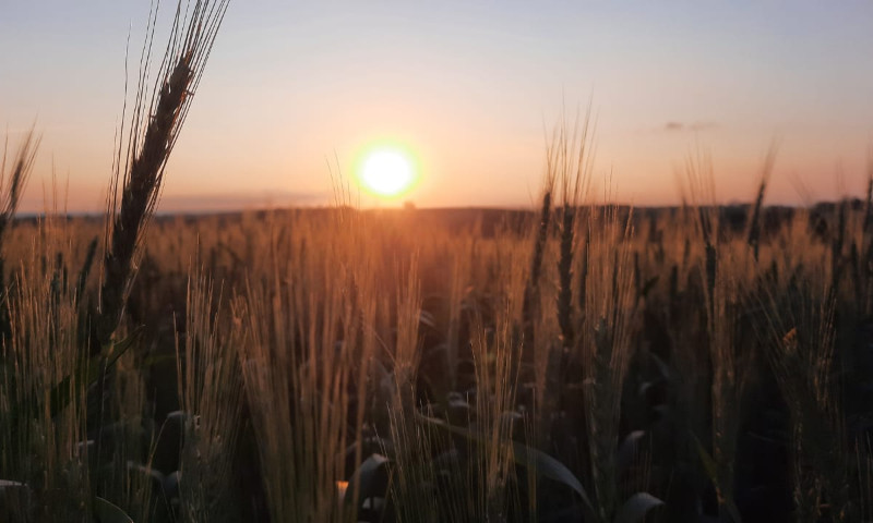 Produção da Safra de Inverno 2021 deve ser a maior da história