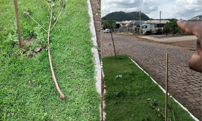 CRIME AMBIENTAL: Depredação de árvore em via pública aconteceu em Vila Maria