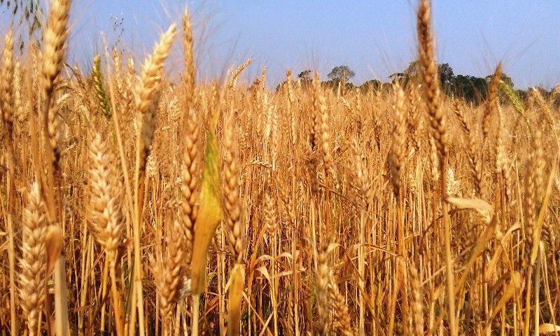 Clima seco propicia avanço na colheita do trigo que chega a 28%