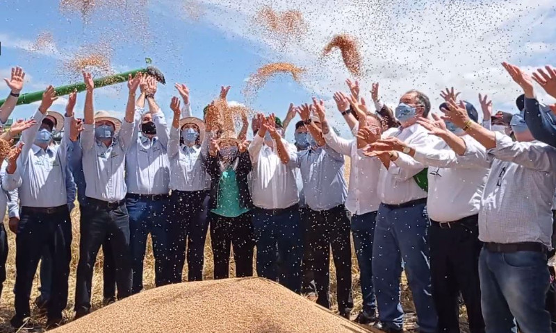 Otimismo marca abertura oficial da colheita do trigo no Rio Grande do Sul