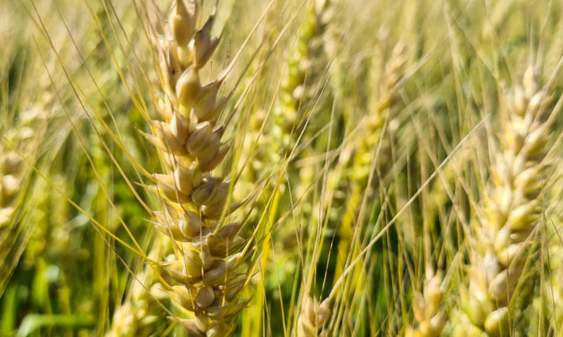 Trigo já tem 3% da área cultivada colhida no Estado