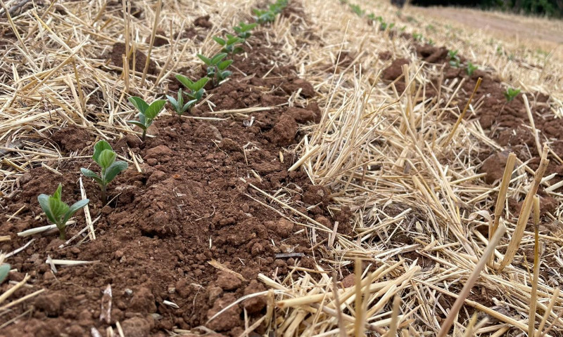 Tempo favorável contribui para o avanço do plantio da soja no Estado