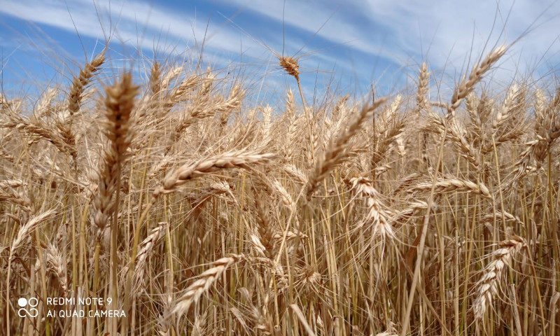 Colheita do trigo está praticamente encerrada no Rio Grande do Sul