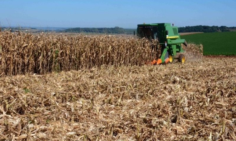 A colheita do milho avançou para 34% da área cultivada