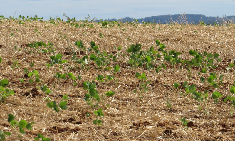Condições climáticas acentuam dificuldades no desenvolvimento da soja