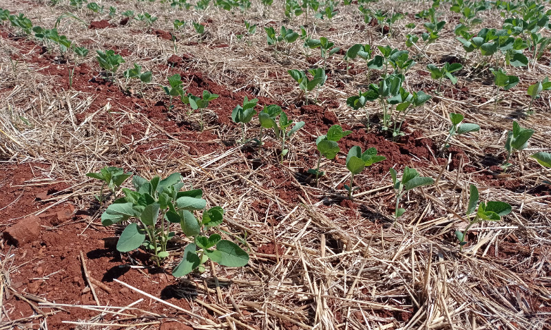 Clima dificulta avanço na semeadura da soja que chega a 93% no Estado