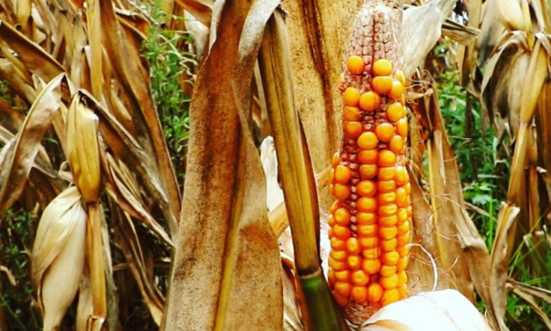 Efeitos da estiagem nas principais atividades agrícolas do RS