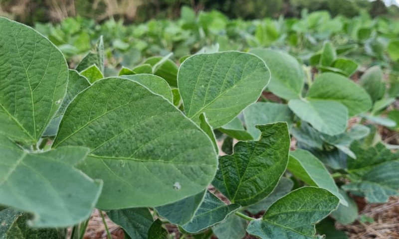 Soja apresenta 1% da área total cultivada colhida no Estado