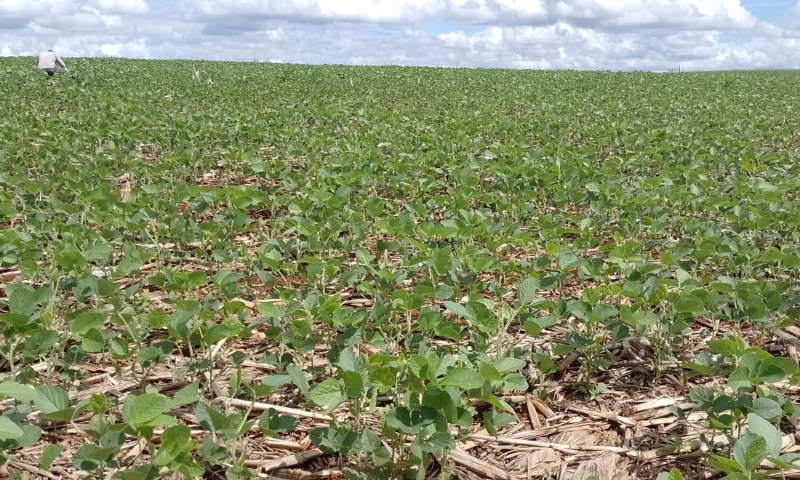 Colheita da soja chega a 14% no Rio Grande do Sul