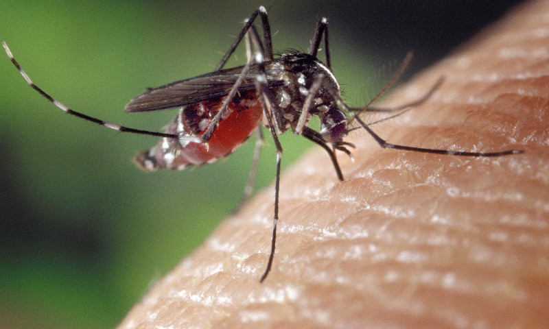 Aedes Aegypti: inseticida será aplicado em Vila Maria