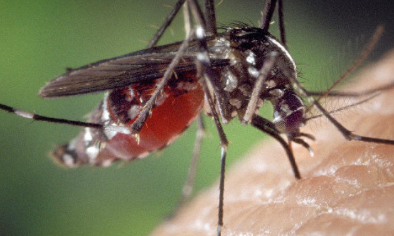 Dengue: inseticida será aplicado em ruas de Vila Maria