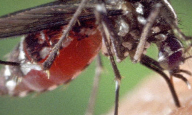 Vila Maria: Levantamento de Índice Rápido para Aedes Aegypti aponta para situação de alto risco