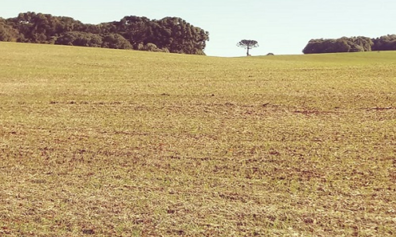 Plantio de trigo é retomado no Estado após dias de muita chuva