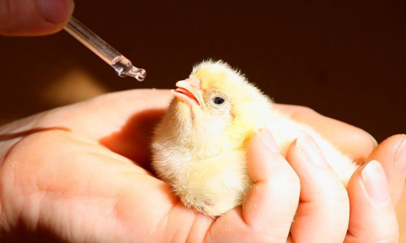 Simpósio Facta aborda produção de aves sem uso de antimicrobianos melhoradores de desempenho